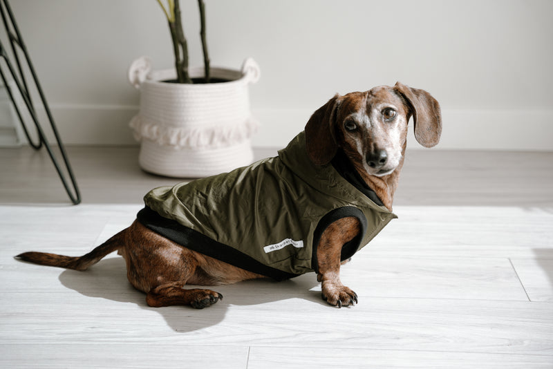 dachshund in green rain jacket