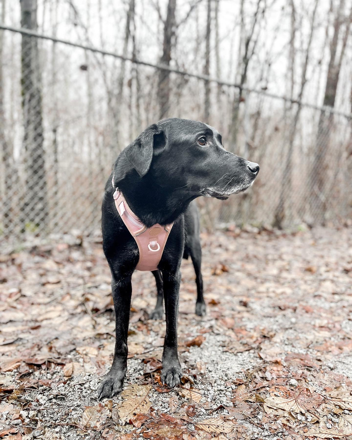 Adventure Harness - Baby Lilac