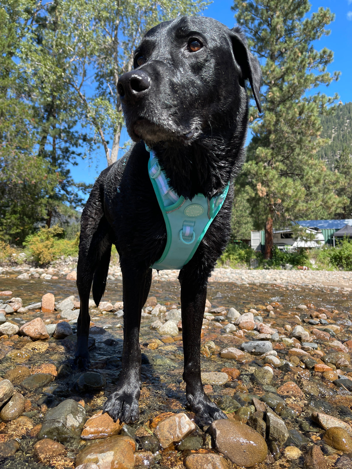 Comfort Harness - Turquoise