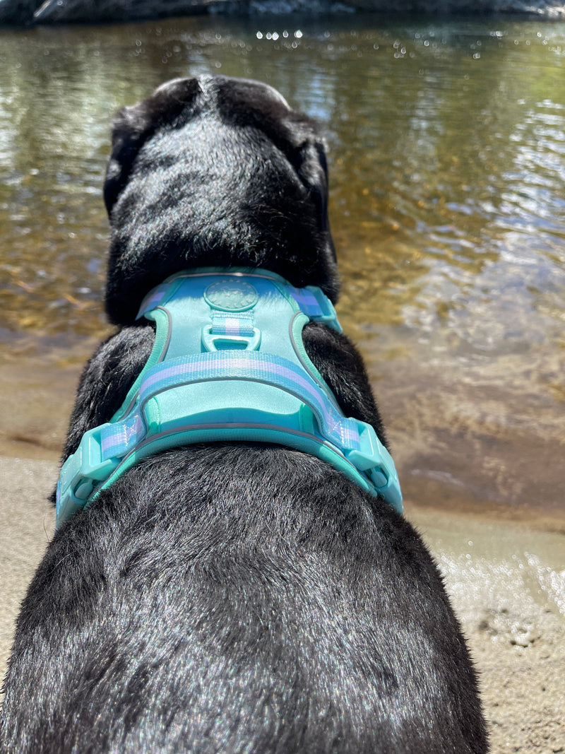 Comfort Harness - Turquoise