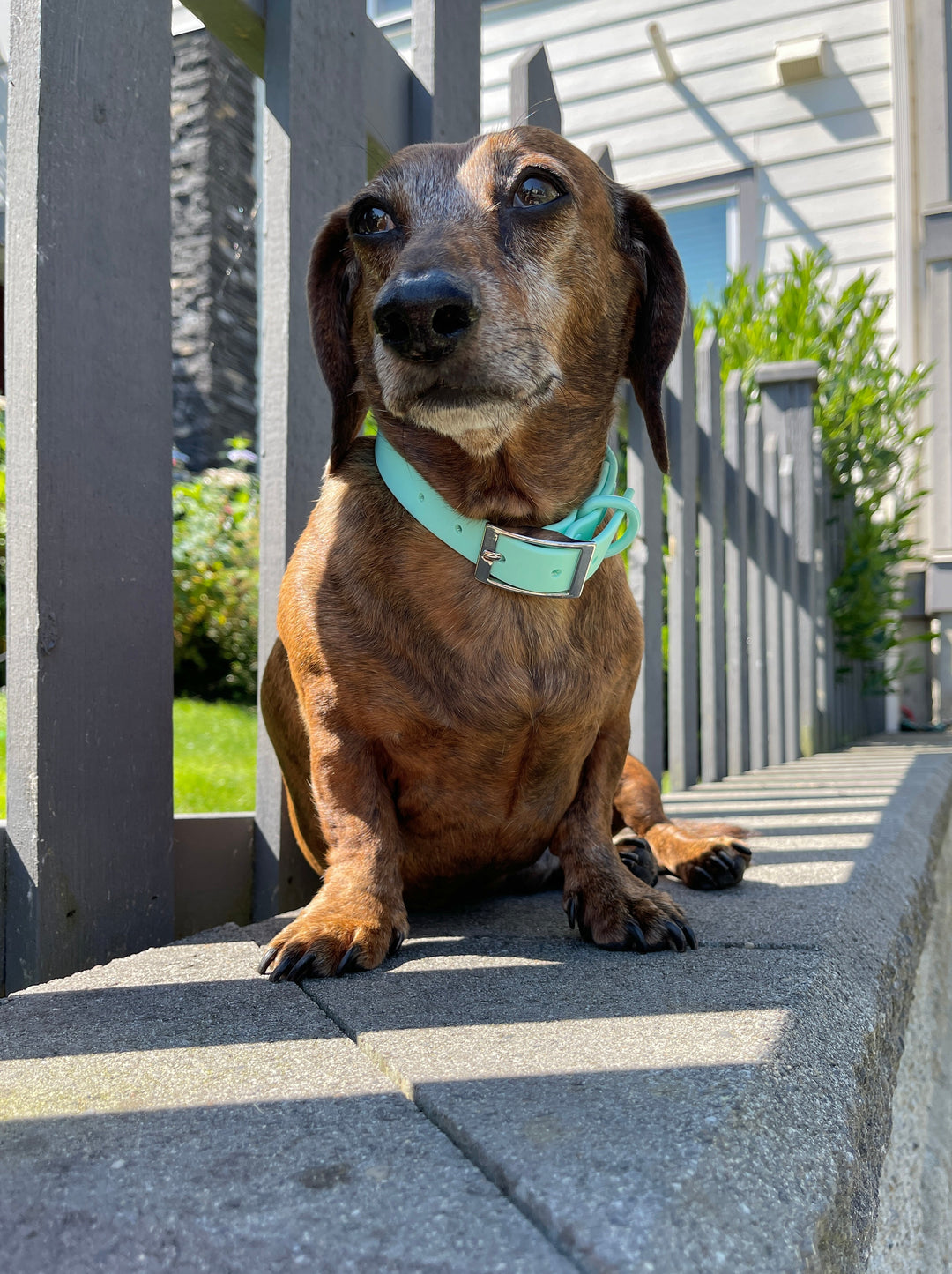 Waterproof Dog Collar - Turquoise