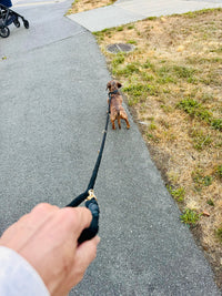 Hands Free Cotton Rope Leash - Black