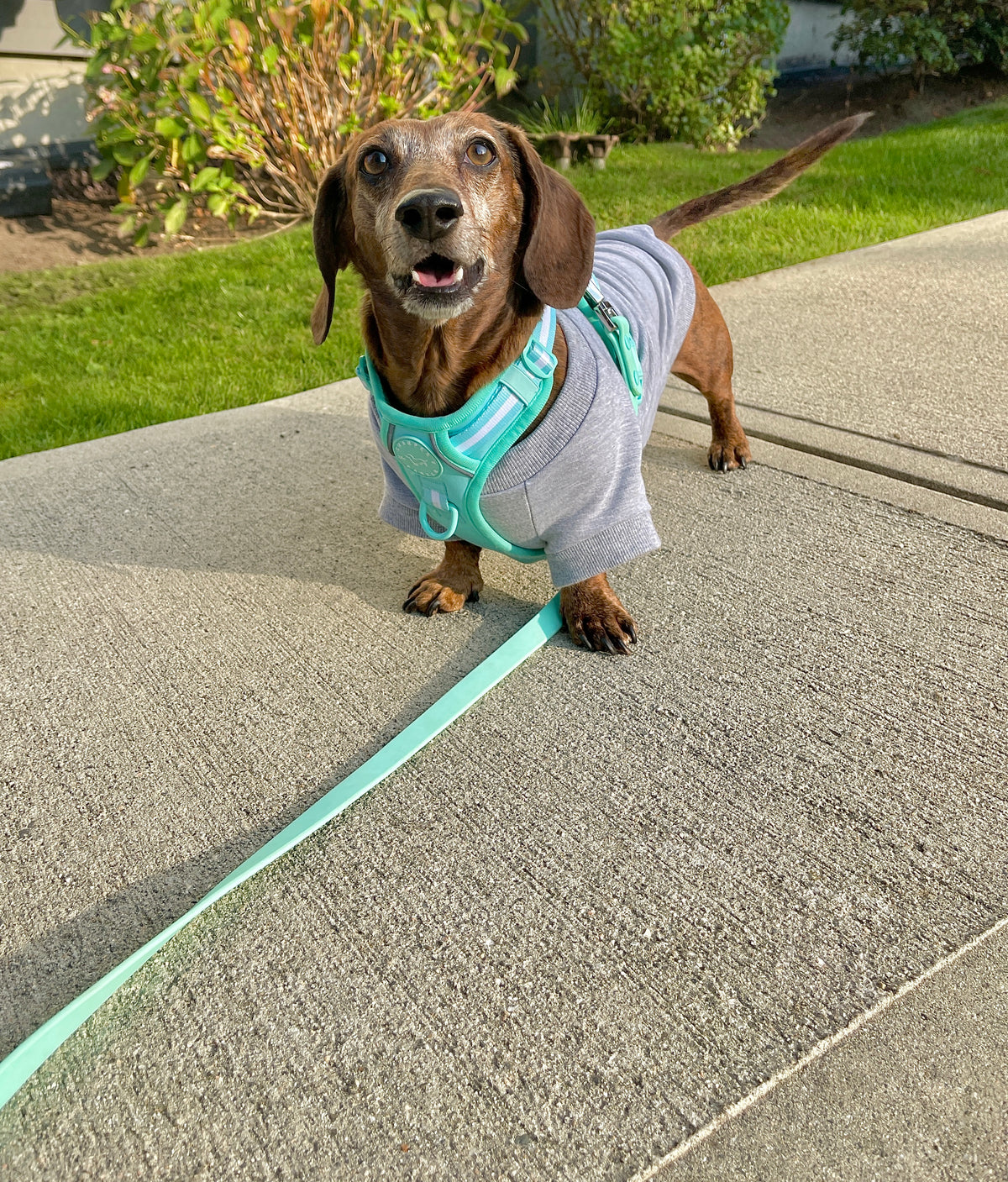 Waterproof Dog Leash - Turquoise