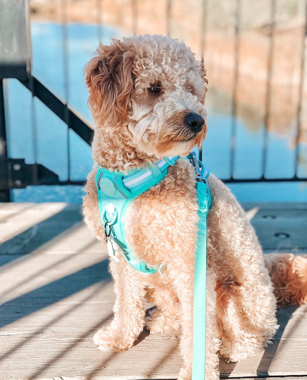 Waterproof Dog Leash - Turquoise