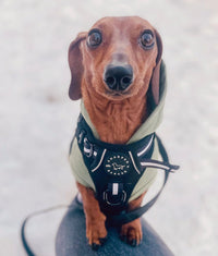 Adventure Harness - Black