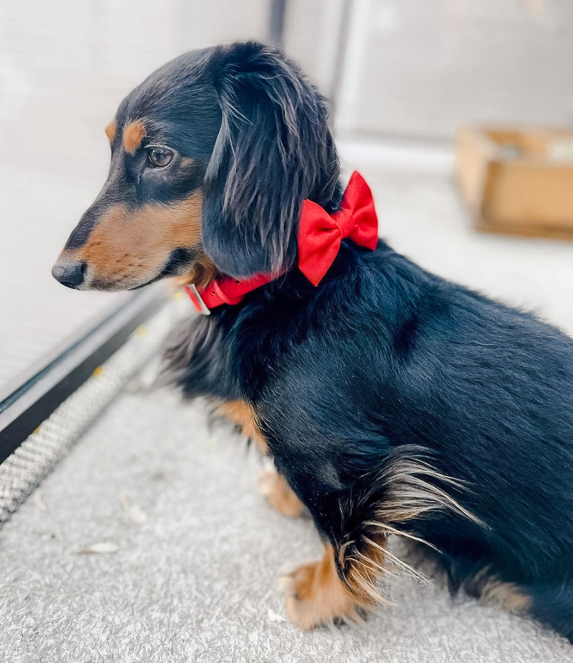 Waterproof Dog Collar - Red