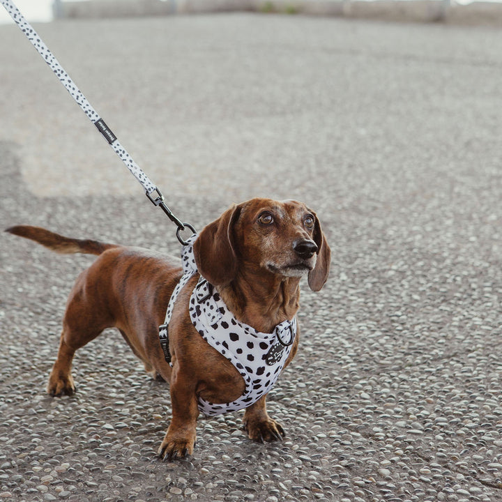 Adjustable Harness - Lucky