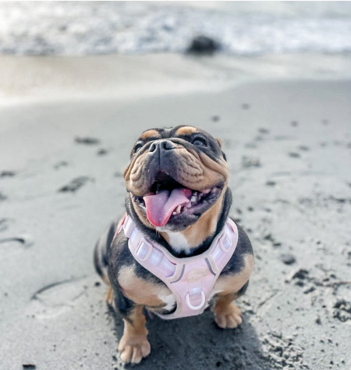 Dog wearing a pink harness on a sandy beach