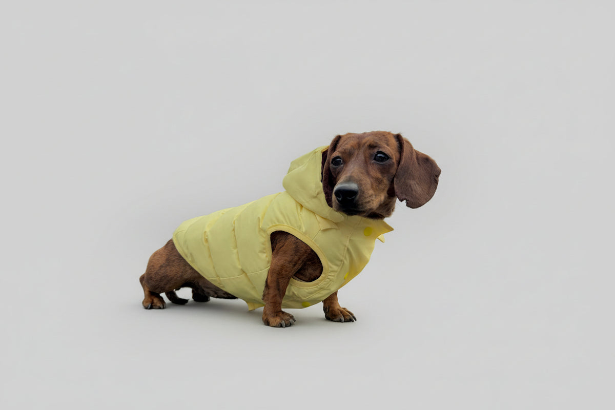 dog puffer coat in yellow