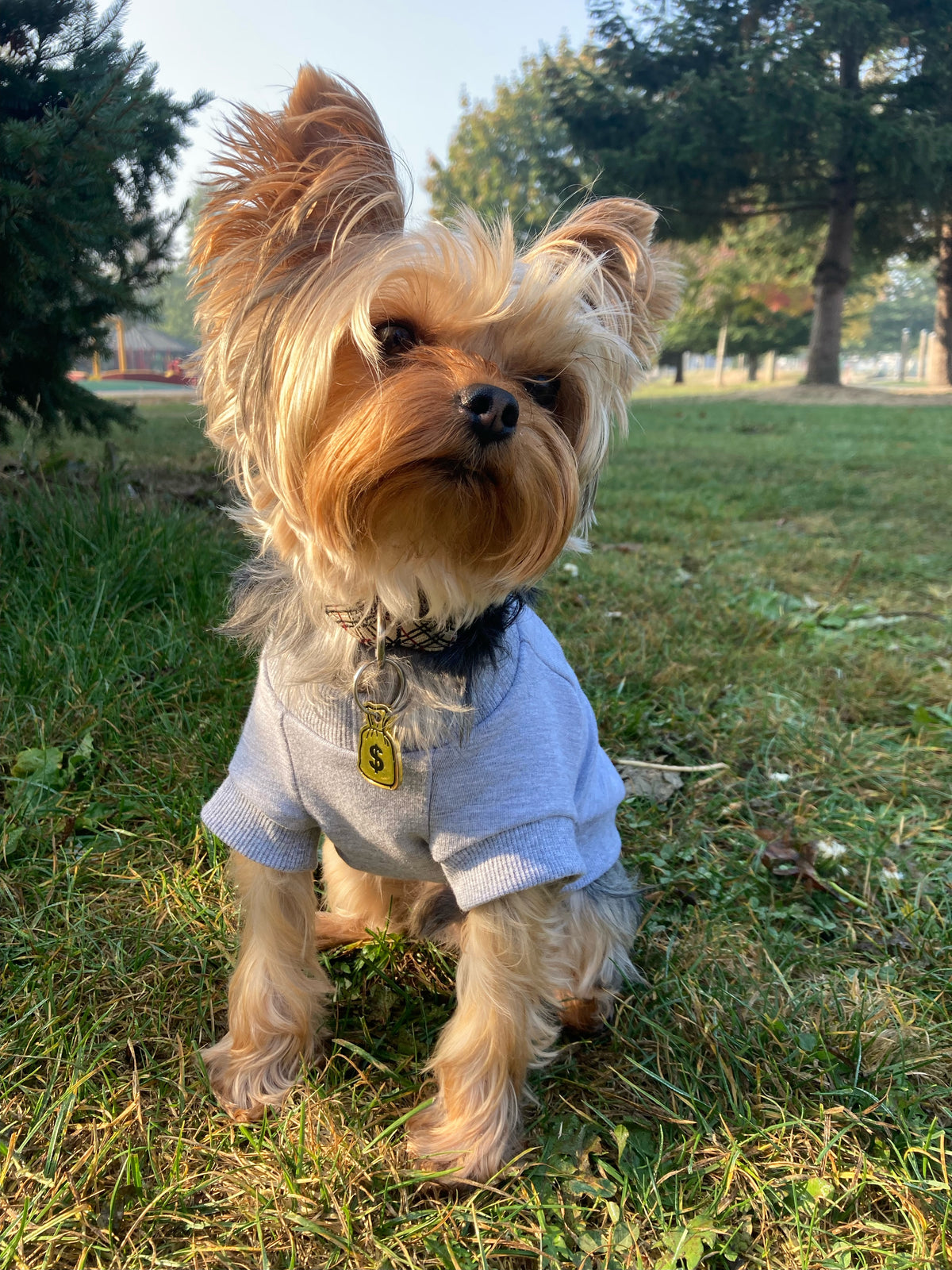 dog sweatshirt in light grey, dog sweaters, dog crews, light grey dog sweater