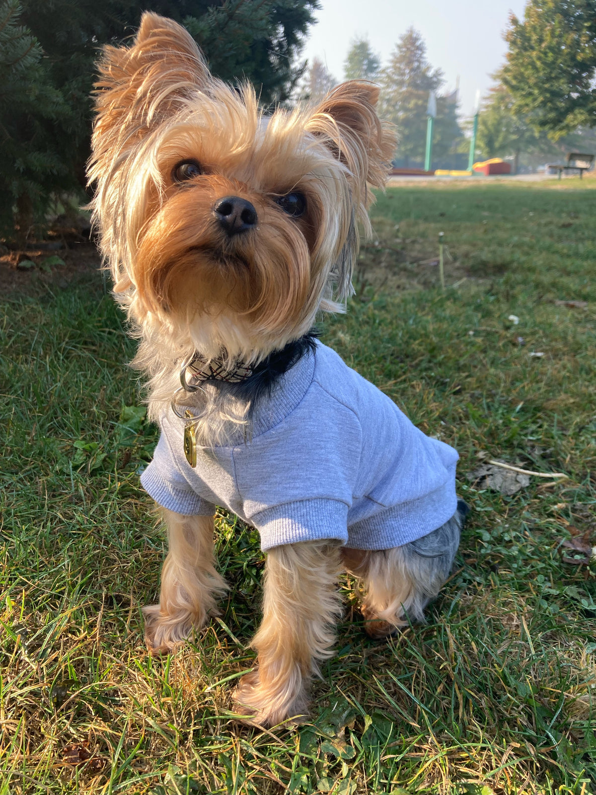 clothing for yorkies, dog sweaters in light grey, bamboo dog crew