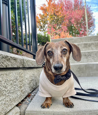 Biscuit Fleece Dog Crew